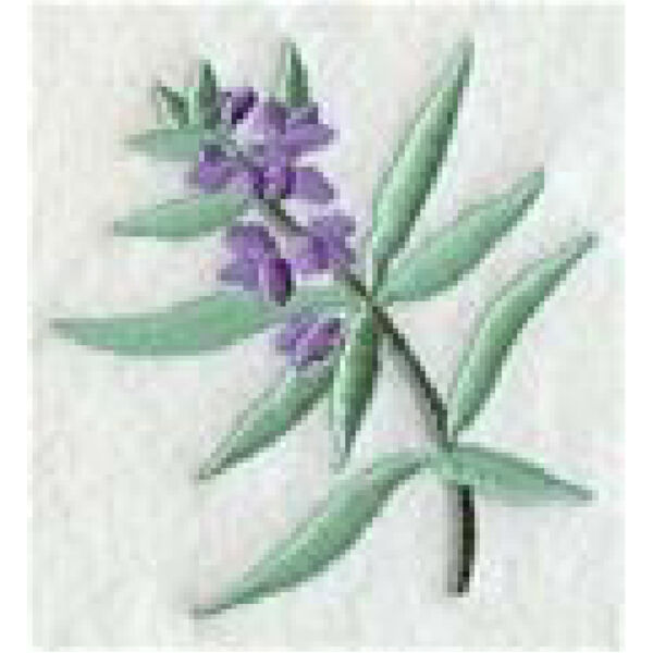 Island Paradise Lavender Thumbnail