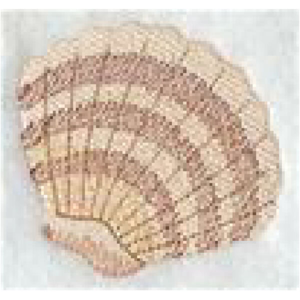 Island Paradise Shell 1 Thumbnail