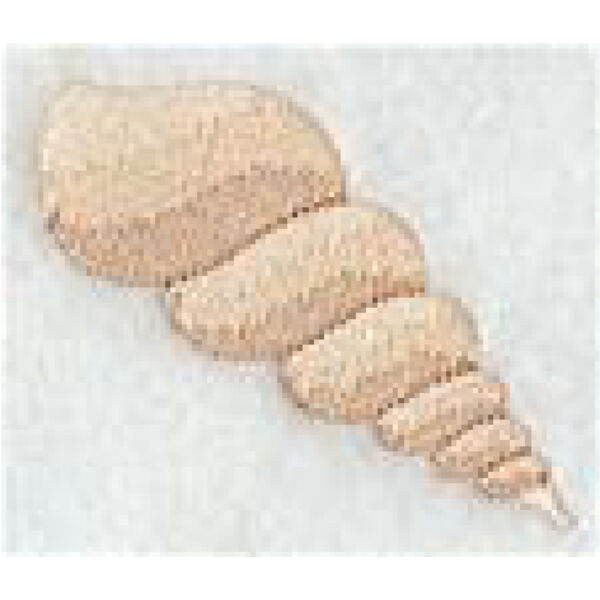 Island Paradise Shell 2 Thumbnail